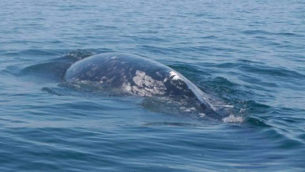 Permisos para avistamiento de ballena gris